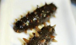 野生海参怎么泡发 野生海参怎么泡发最好