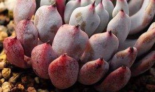 栽多肉的土可不可以种菜（栽多肉的土可不可以种菜用）
