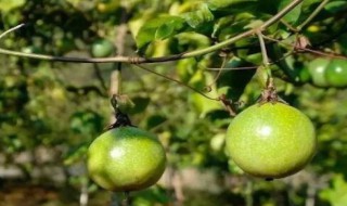 黄金百香果种植技术手册