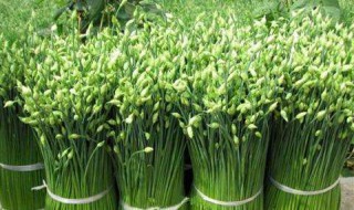 腌一斤韭菜花放多少盐 腌一斤韭菜花放多少盐合适