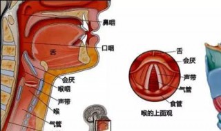 初学唱歌发声方法（初学唱歌发声方法视频教程）
