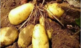 转基因蔬菜有哪些 中国转基因蔬菜有哪些