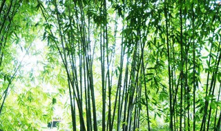 让竹子根枯死的办法（竹子最怕什么死的快）