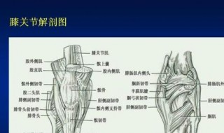 膝盖韧带损伤怎么恢复