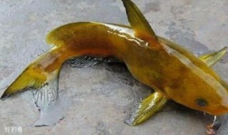 黄刺鱼钓法 黄刺鱼最佳钓法