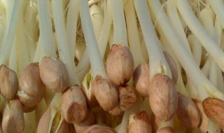花生芽的食用禁忌 花生6种人不能吃