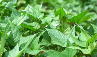 红薯啥时候施裂缝肥 红薯开裂要用什么钙肥