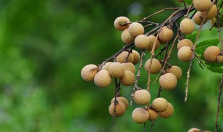 四季龙眼种植方法（四季龙眼种植方法视频）