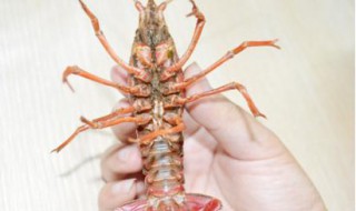 小龙虾清洗方法