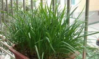 家里种韭菜的忌讳（家里种韭菜的忌讳有哪些）