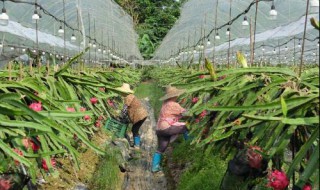 火龙果种植技术详解（火龙果种植技术详解图片）