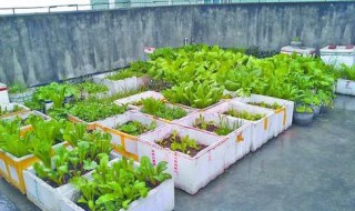 泡沫箱种菜 泡沫箱种菜能吃吗