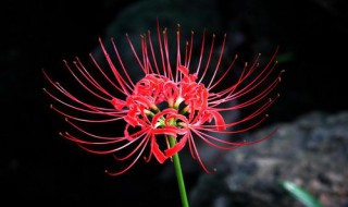 家里打死不要种的三种花