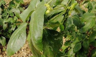 豇豆叶子发黄怎么办（豇豆叶子发黄怎么办视频）