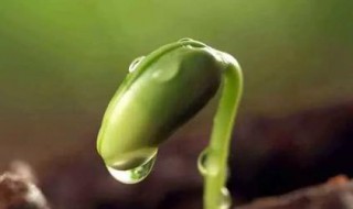 适合秋播的种子 适合秋播的种子植物