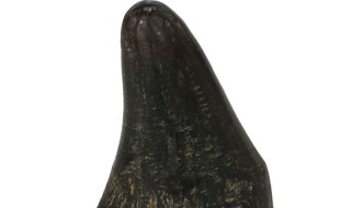 犀牛角介绍一下