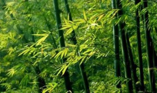 竹子放在哪里风水好（竹子放在哪里风水好一点）