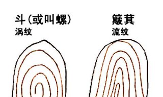 十指簸箕代表什么命（十指簸箕的人好不好）