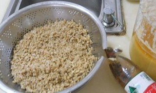 啤酒泡麦子钓鱼配方 啤酒泡麦子钓鱼的配方