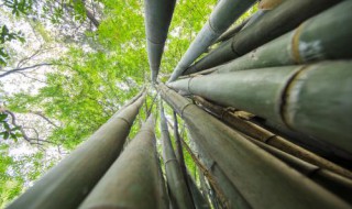 竹子移植方法与技术（竹子移植方法与技术有哪些）
