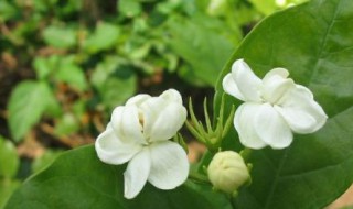 茉莉花最好的肥料（茉莉花什么肥料）