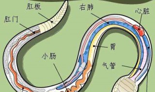 七寸是哪个部位（人的七寸是哪个部位）