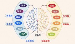 左脑和右脑的功能 左脑和右脑的功能分布图