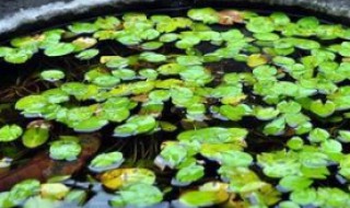 水缸种莲藕怎么种 水缸种莲藕怎么种什么时候种豇豆呢