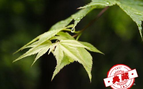鹅掌风的症状及治疗 鹅掌风的症状及治疗方法