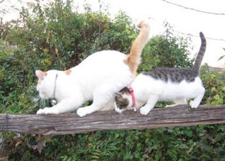 被猫咬伤会得狂犬病吗 被猫咬伤会得狂犬病吗几率多大