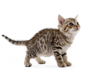 如何处理被猫狗抓伤咬伤 被猫狗咬伤怎么办?