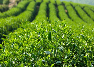 喉咙有异物感喝什么茶 喉咙有异物感喝什么茶好