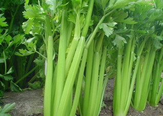 3种最佳减肥蔬菜（3种最佳减肥蔬菜水果）