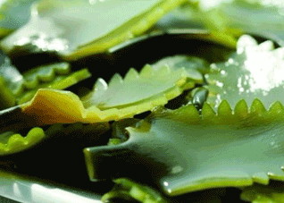 海带为何被称为“长寿菜”（海里的长寿菜是什么菜）