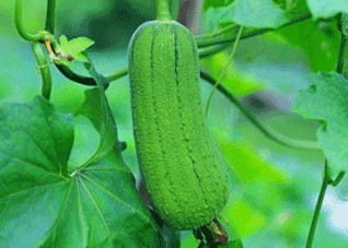 夏季吃五种瓜降火效果最佳 夏天吃哪三种瓜好