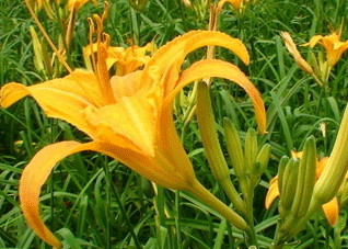 绝对不能吃的五种有毒蔬菜（绝对不能吃的五种有毒蔬菜是什么）