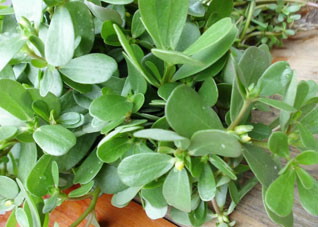 营养值颇高的三种野菜（营养值颇高的三种野菜是）