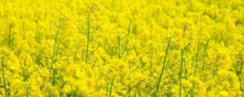 油菜花能不能吃（油菜花可以吃吃吗）