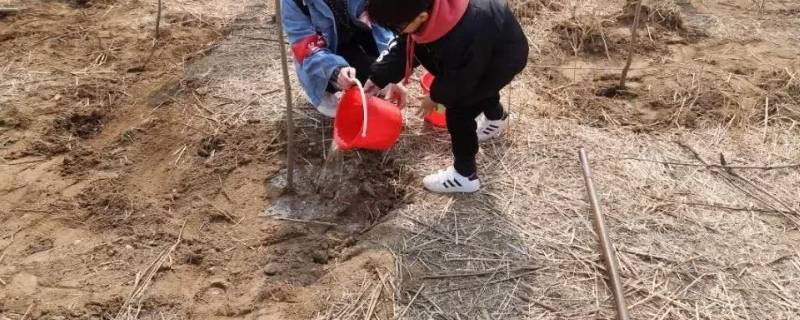 植树节有什么意义（植树节有什么意义10字）