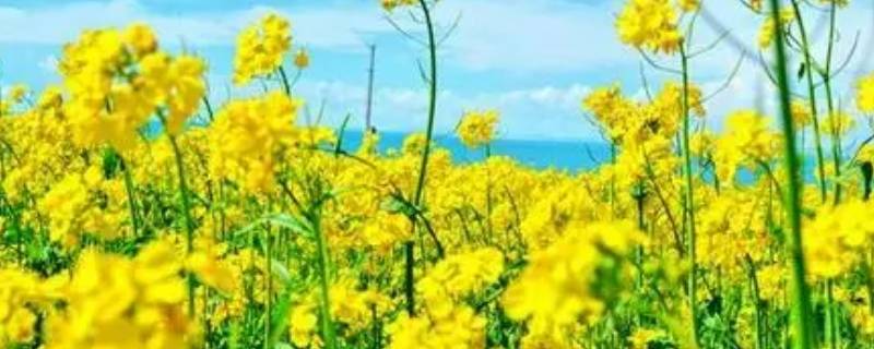 油菜花有什么用途（油菜花有什么用途和特点）