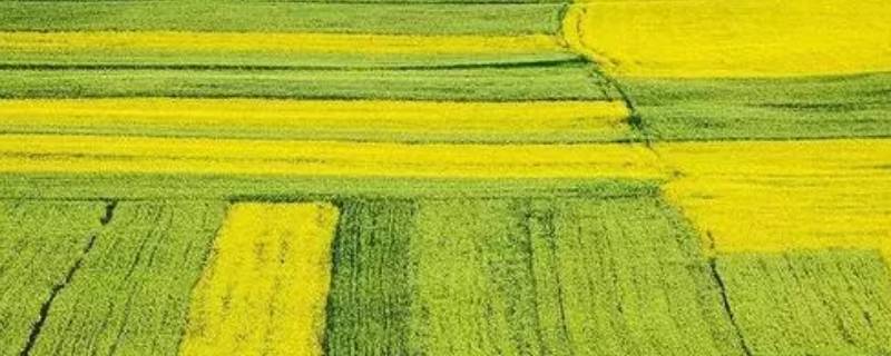 油菜花榨油是什么油（油菜花榨油是什么油）