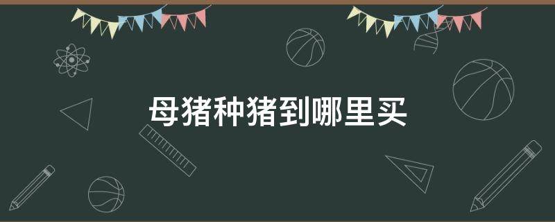 母猪种猪到哪里买 母猪种猪到哪里买