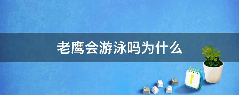 老鹰会游泳吗为什么（老鹰会游泳吗为什么不会游泳）