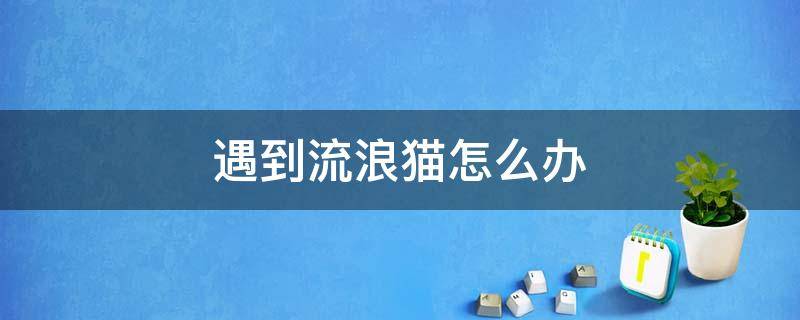 遇到流浪猫怎么办 遇到流浪猫怎么办作文