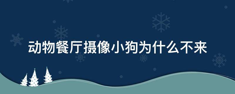 动物餐厅摄像小狗为什么不来 动物餐厅摄像小狗的来信必出