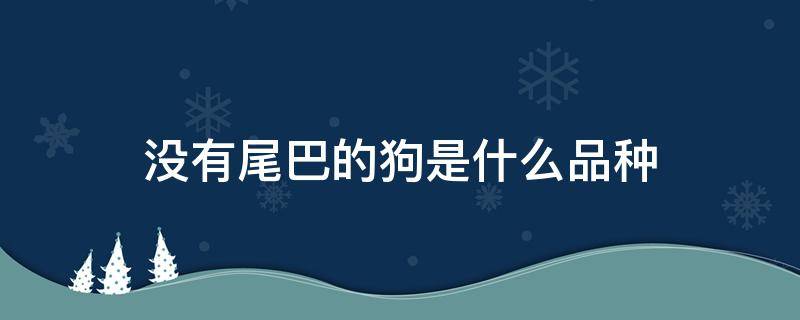 没有尾巴的狗是什么品种 没有尾巴的狗是什么品种 名字