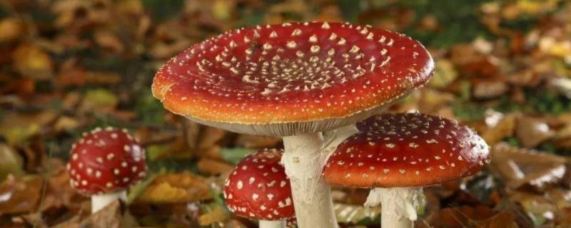 菌的由来 菌类是怎么来的