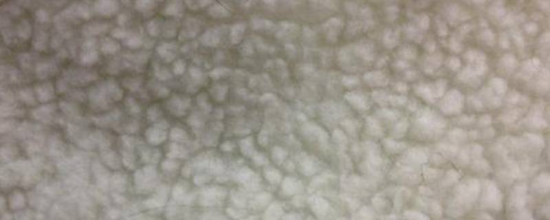 白色羊羔毛怎么洗能白（白色羊羔毛洗了不白了）