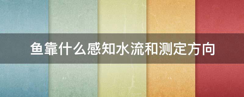 鱼靠什么感知水流和测定方向 鱼通过什么感知水流方向