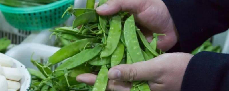 扁扁的豆角叫什么 扁扁的豆角叫什么名字
